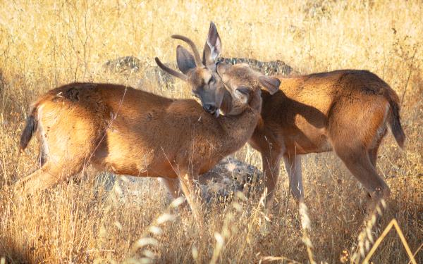 /Images/uploads/Sonoma County Regional Parks Foundation/springlake50/entries/29132thumb.jpg